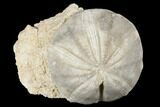 Jurassic Sea Urchin (Clypeus) Fossil In Rock - England #177051-1